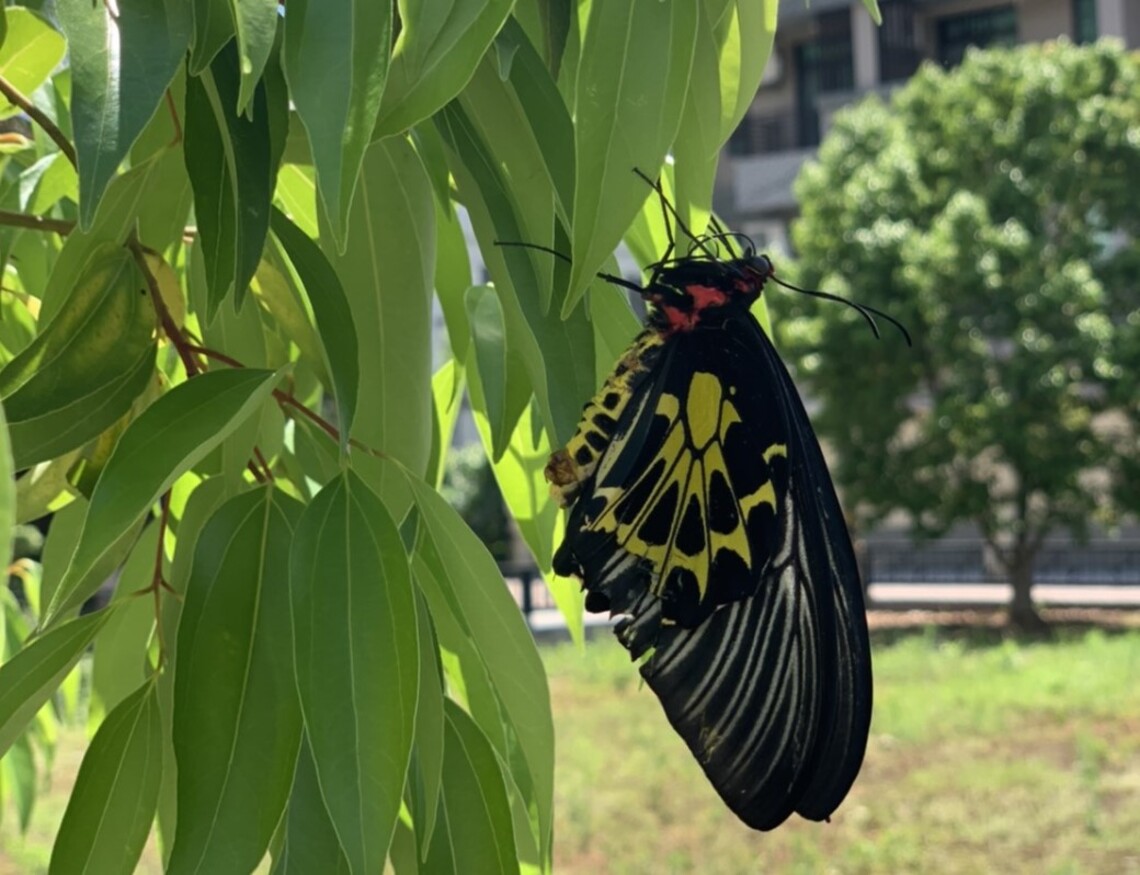 臺灣寶珠計畫關山基地直擊黄裳鳳蝶羽化現場 奧丁丁新聞owlnews