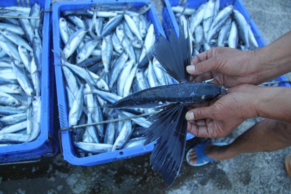 全國一半卸貨漁港在新北飛魚卵友善漁法落實申報 波新聞 奧丁丁新聞owlnews