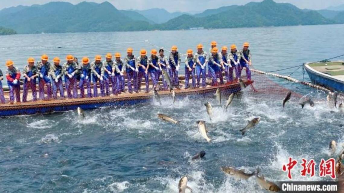 浙江千島湖再現巨網捕魚 萬魚齊躍盛況