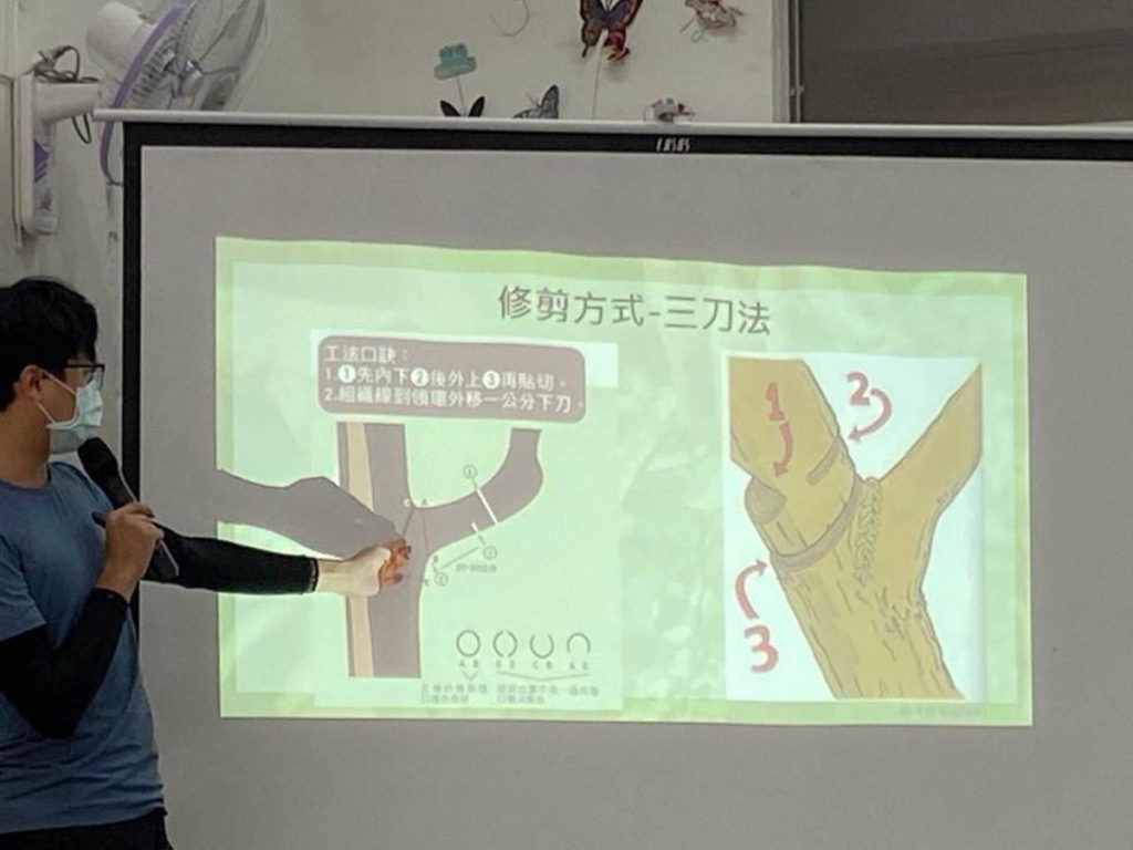 安全修樹步驟
