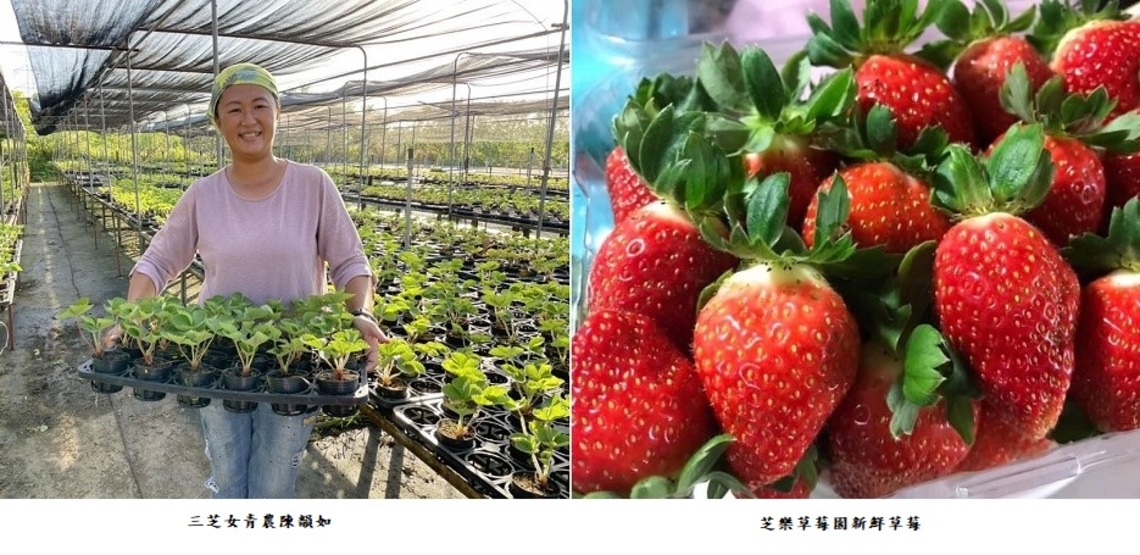 青農女力向前行三芝女青農陳韻如從農真 莓 好 奧丁丁新聞owlnews