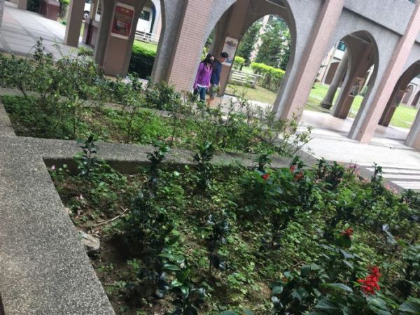 桃花園造林計畫培育苗木供市民美化環境 奧丁丁新聞owlnews