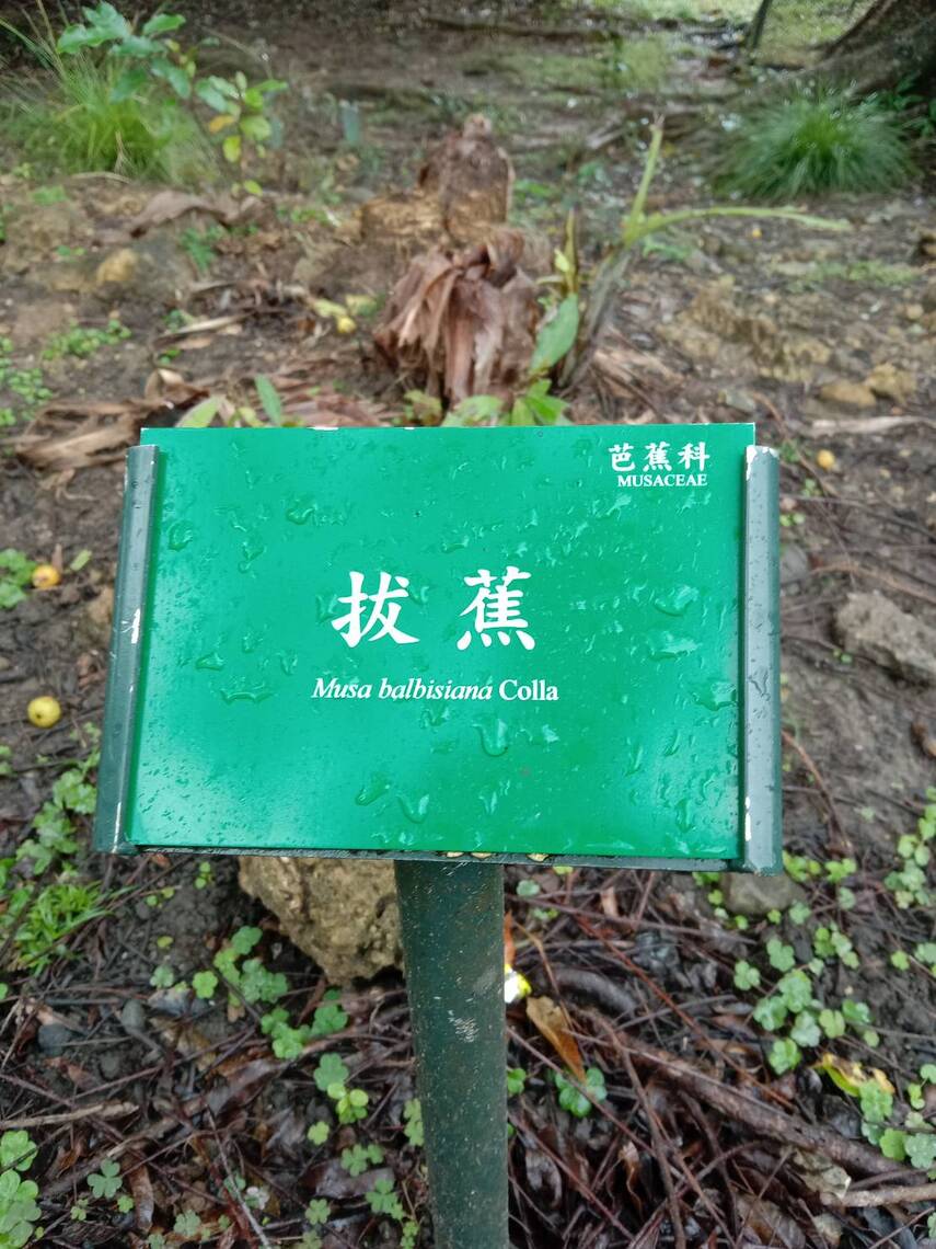 芭蕉好吃但是拔蕉就只能做其他用途/波新聞