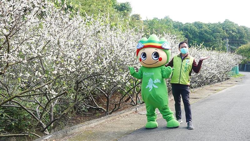 花壇鄉虎山巖李花綻放賞花如賞雪讓人驚豔 奧丁丁新聞owlnews