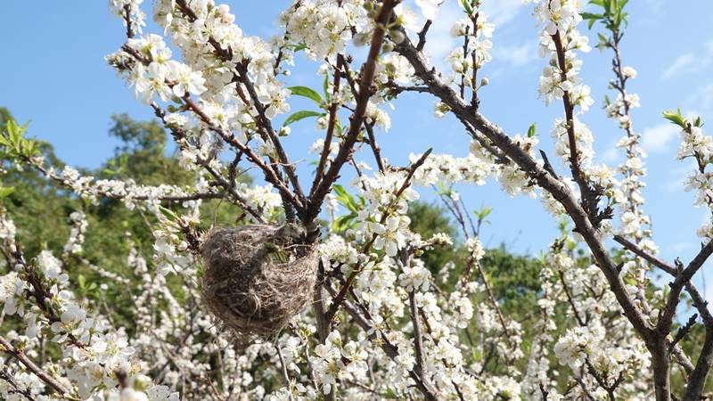 花壇鄉虎山巖李花綻放賞花如賞雪讓人驚豔 奧丁丁新聞owlnews