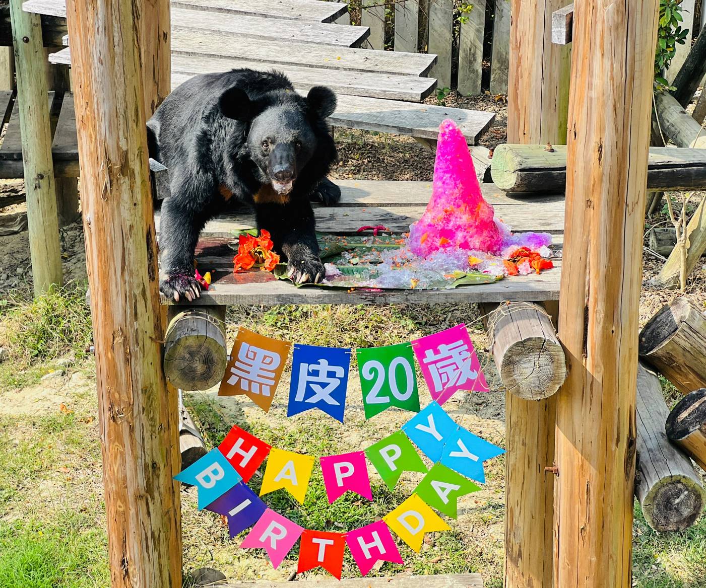 壽山動物園特製生日蛋糕慶祝 黑皮波比day 奧丁丁新聞owlnews