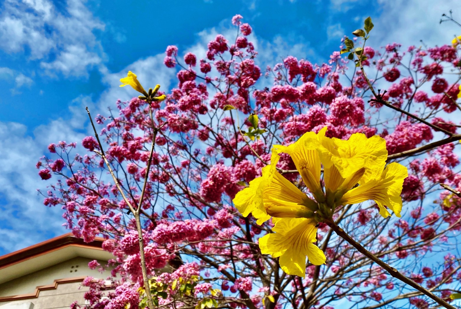 府城最美花海萌翻安平區政園區紅花風鈴木黃金風鈴木爭奇鬥艷 奧丁丁新聞owlnews