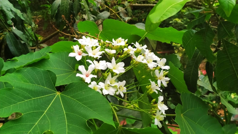 彰化桐花季來了油桐花即將盛開邀遊客幸福 桐 遊 奧丁丁新聞owlnews