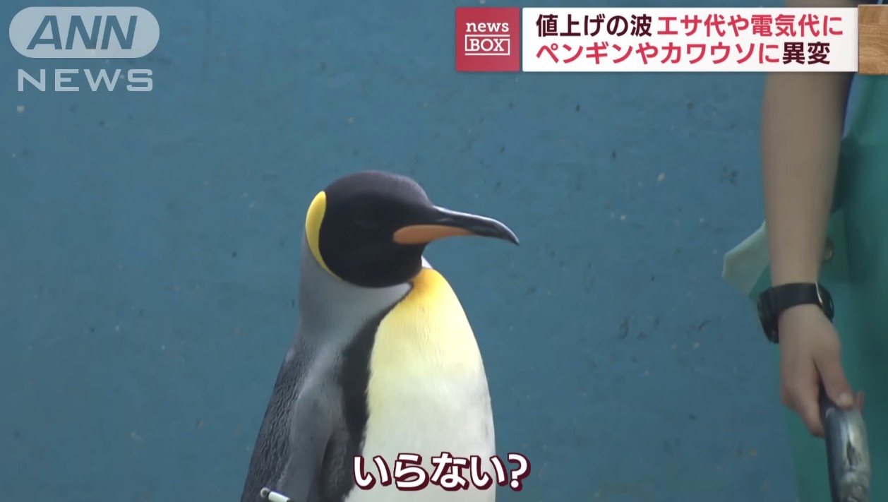 換低價鯖魚當飼料 遭企鵝水獺拒吃